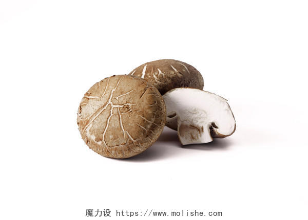 白底蘑菇菌类菌菇花香菇三颗花香菇切开蘑菇